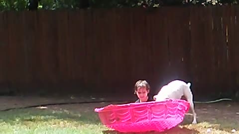 Boxer Pup Plays With Kid in Pool