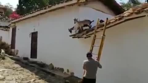 Así fue el rescate de cuatro cabras del techo de una casa