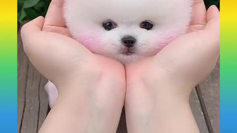 Very cute and funny dog video.. 🥰🥰😃