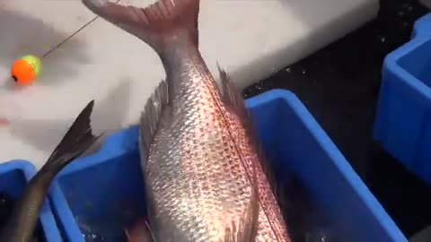 The technique of the fisherman, the nerve strangling of Red sea bream