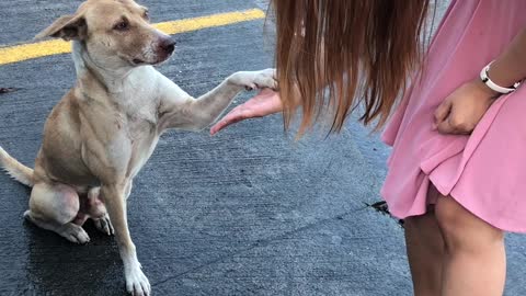 Sweet Street Dog Does High Fives After Being Fed
