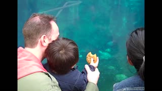 Beluga Whale Really Wants Little Kid's Cookie