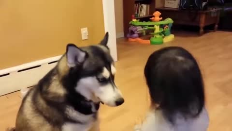 Funny Cute White Alaskan Husky Puppies are playing with baby