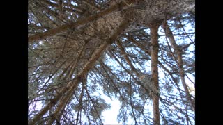 Sprucing Up Our Hearts ~ Blue Spruce Tree