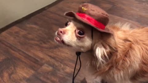 Odd Dog Wears A Hat And Has a Face With A Mustache On Its Butt