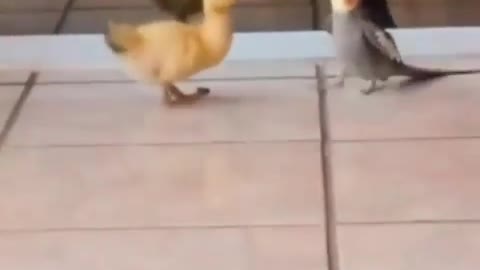 Duck with cockatiel walking in the house🦆