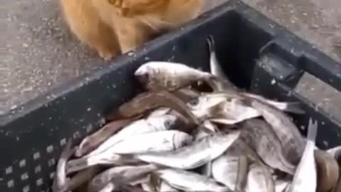 A cat gives another cat a fish