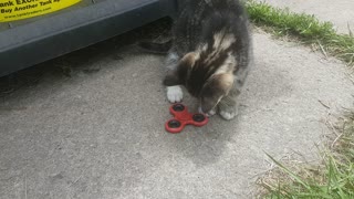 Kitten spinner