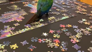 Rosie - Bird is a Puzzle Wrecker!