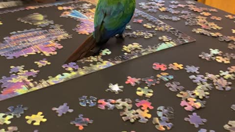 Rosie - Bird is a Puzzle Wrecker!