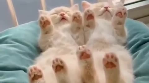 Funniest Cats And Dogs Videos - Best Funny Animal Videos 2021 🤣