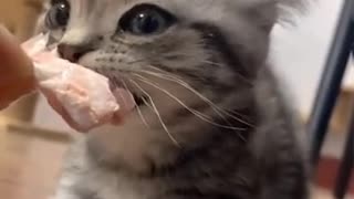 cute cat funny cat