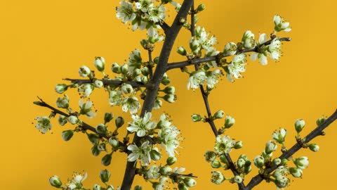 [4K] Time-Lapse: Flower Blooming