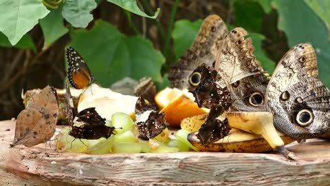 Butterflies Family