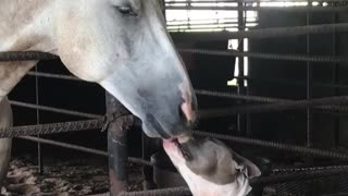 Pitbull and Quarter Horse Are Best Friends