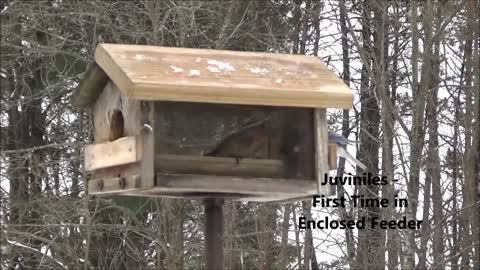 Juvenile Bluebirds