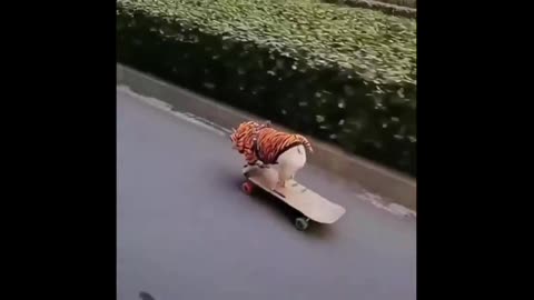 Funny cute 🐕 puppie 🛹 Skateboarding