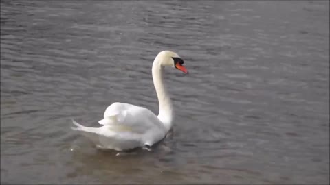 Beautiful swan is swimming with its fun in the river and it is a beautiful sight