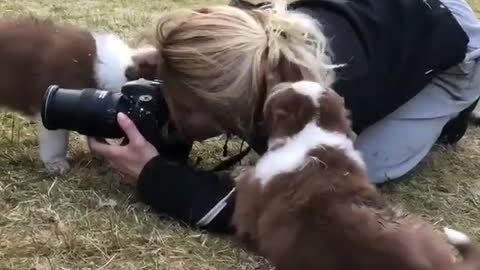 Rowdy puppies make woman's photography session difficult