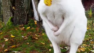 Adorable White Wallaby