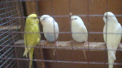 My little parrots