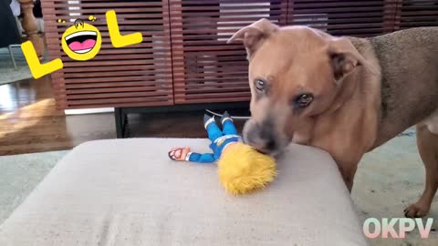 Dog Owner stop Pup from destroying Trump doll