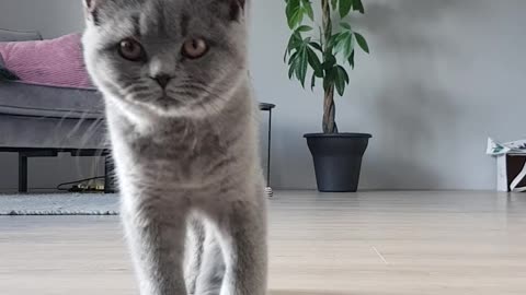 Cute cat walks to the camera