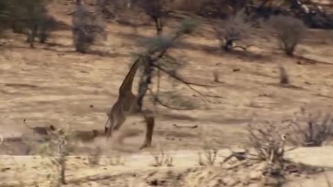 Wildlife Brave Giraffe Kick Five Lion To Save Baby - Power of LION In The Animal World But FAIL