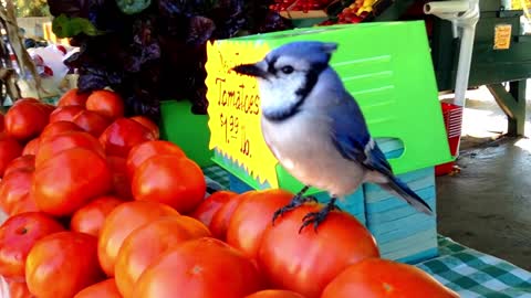 Hungry Blue Jay Eats Hungry Blue Jay Eats Tomatoes