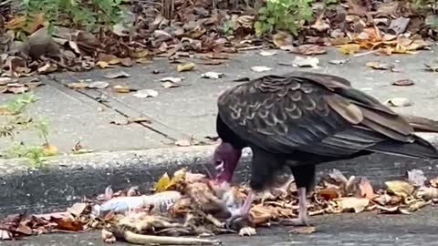 A vulture eating roadkill