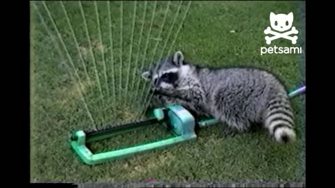 Raccoon Plays the Sprinkler Harp