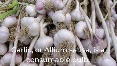 Facts About Garlic
