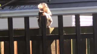 Squirrel Has a Great Fence-Side Performance