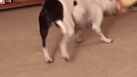 Staffie playing and dancing with toy