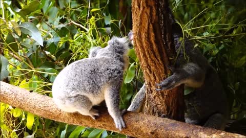 Baby Koala Bears Playing & Climbing