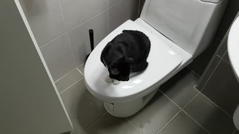 cat on the toilet
