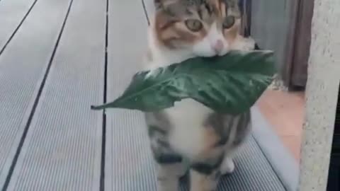 This very thoughtful cat brings its owner a gift