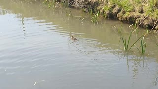 Duckling swimming