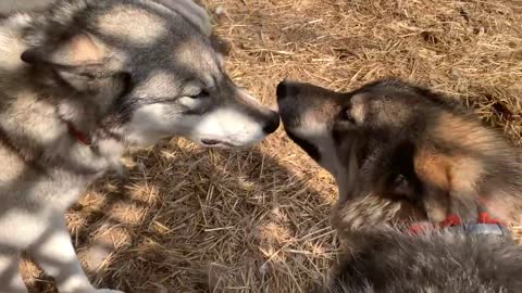 Wolf Dogs Behavior and What You Can Expect To See