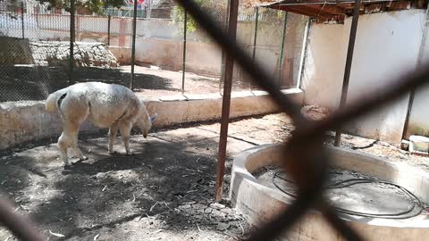 African White Lama In Egyptian Zoo