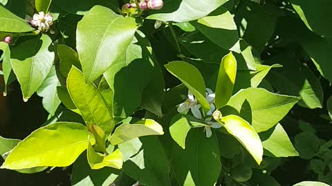 Lamon Tree In My Garden.