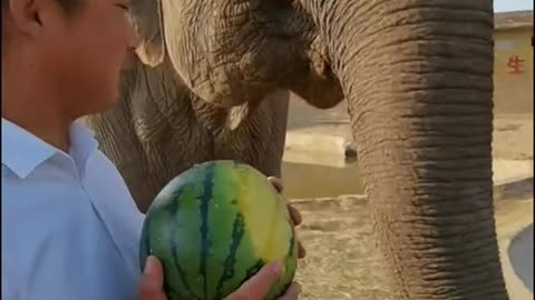 The elephant takes a big watermelon