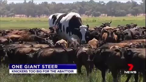 Biggest cow in the world.