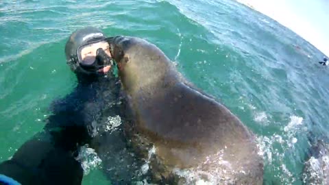 Kissing a sea lion