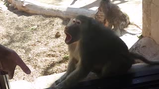 Baboon Is Amazed By Man's Magic Trick