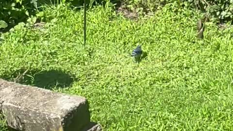 A beautiful bluebird