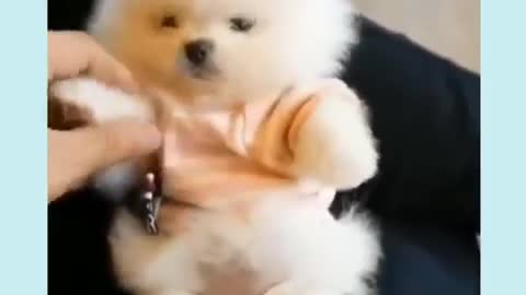 funny baby dogs -- cute baby dogs -- baby animal vid