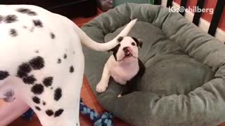 White puppy trying to bite other dogs tail
