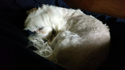 My Dog Charlie Dreaming