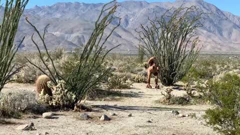 Anza Borrego Sculpture Raptors vs T-Rex